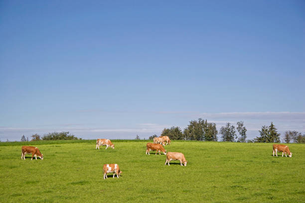 istock Herd of cows on a green meadow 925850342