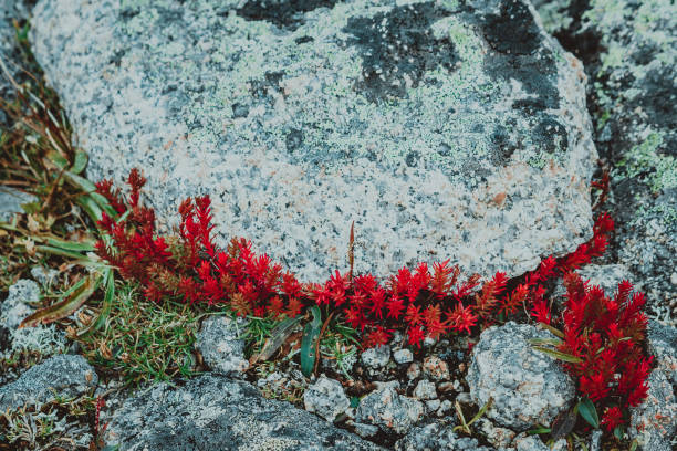 Red moss, the succulents on the mountain rocks