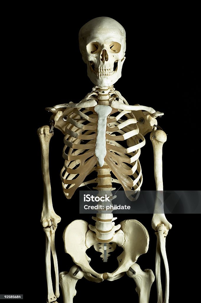 Мастер - 4 - Стоковые фото Скелет человека роялти-фри