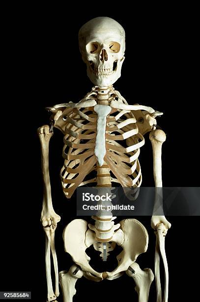 Мастер 4 — стоковые фотографии и другие картинки Скелет человека - Скелет человека, Школьное здание, Биология