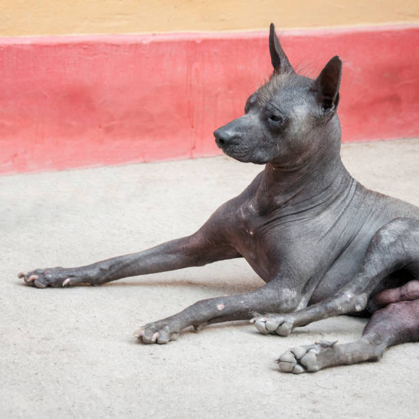 istock Peruvian Hairless Dogs Near Trujillo, Peru 925860664