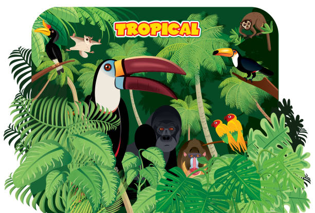 tropikalny las deszczowy i toucan - animal animal themes tropical rainforest cartoon stock illustrations