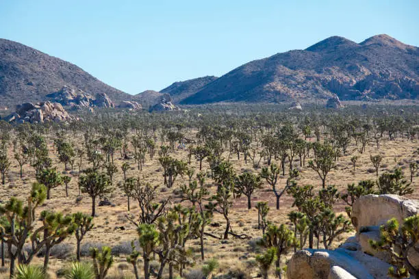 Photo of Joshua trees on subset