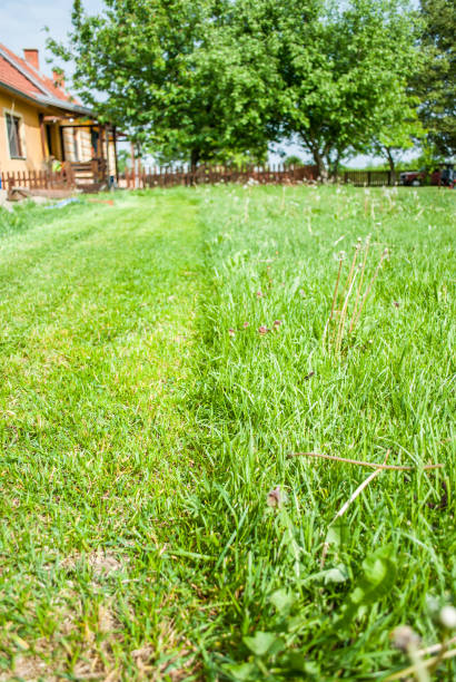 istock Lawn mower on the grass during the summer day 925865446
