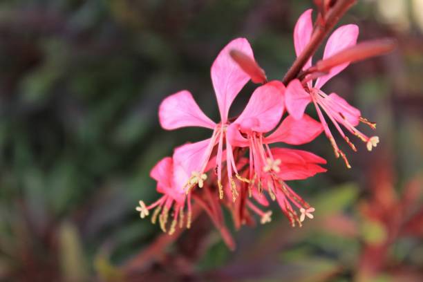 istock Beautiful Guara lindheimeri pink flower 925870466