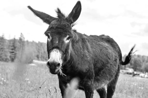 istock Donkey grazing in field day 925870554