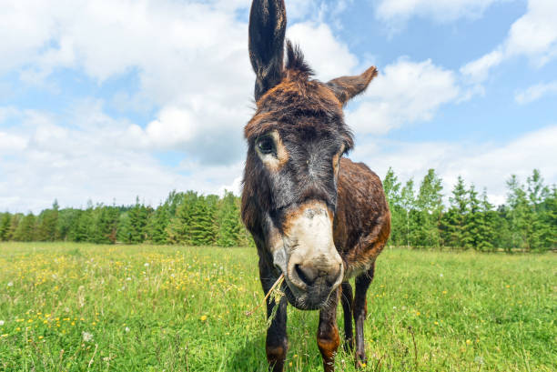 istock Donkey grazing in field day 925870562