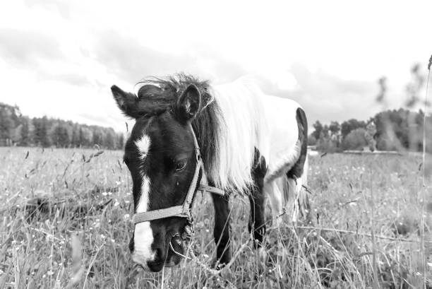 Headshot of a white arabian mare looking outside from her stable.