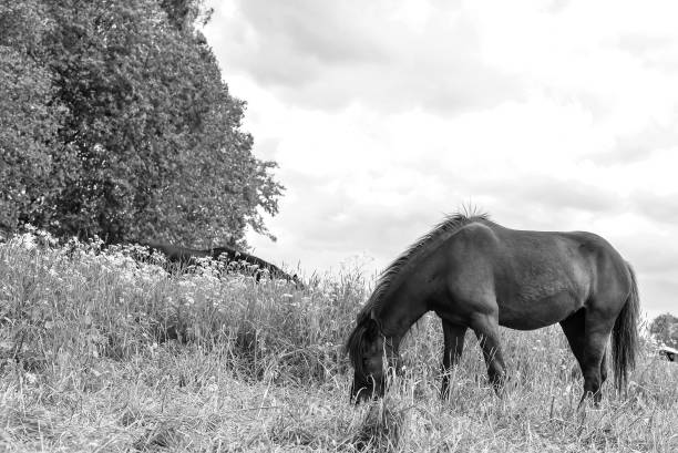istock Horse grazing in field day 925870644