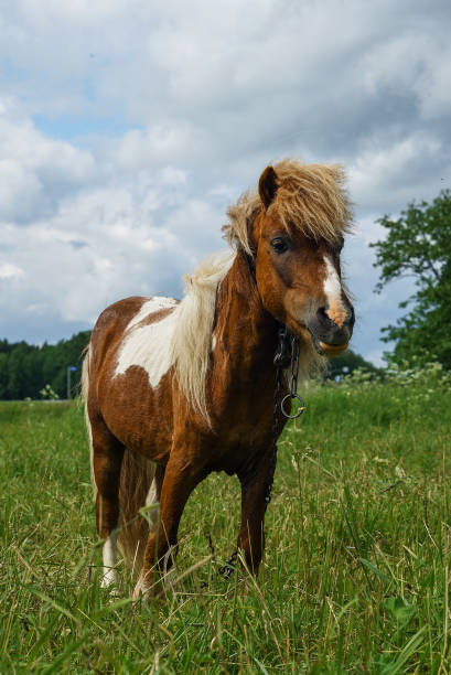 istock Pony grazing in field day 925870686