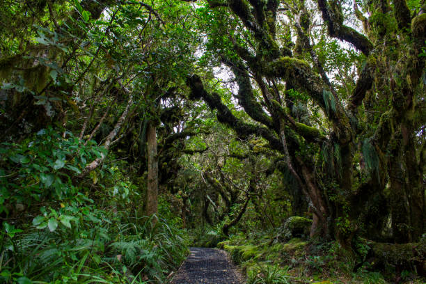 die goblin-wald in neuseeland - goblin stock-fotos und bilder