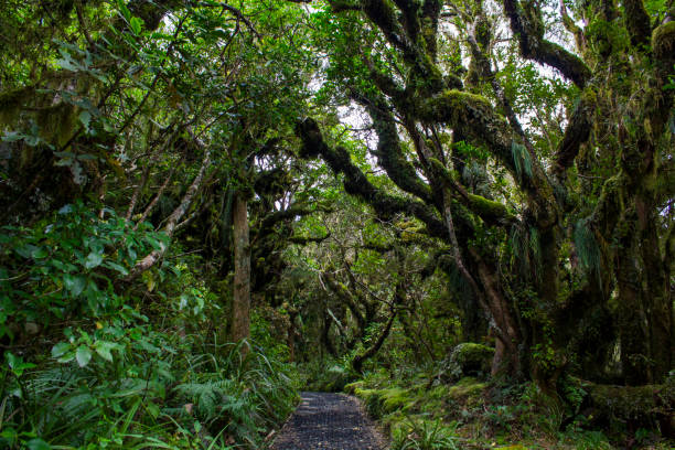 The Goblin forest in New Zealand The Goblin forest in New Zealand goblin stock pictures, royalty-free photos & images