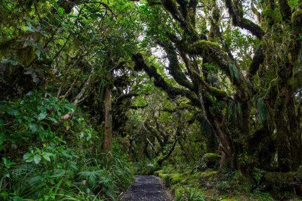 The Goblin forest in New Zealand