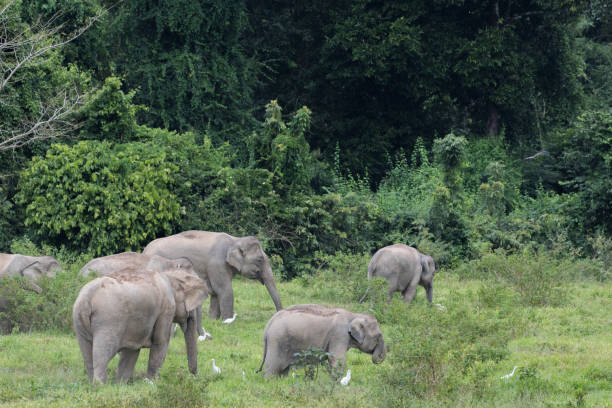 istock Asiatic Elephant is big five animal in 925873658