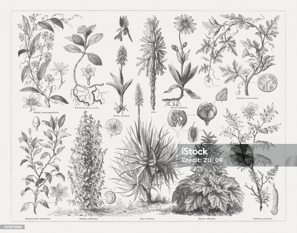 Medicinal plants, wood engravings, published in 1897 Medicinal plants. Top row: Smilax Pseudo Syphilitica with blossom and fruits; Carapichea ipecacuanha (Psychotria ipecacuanha) with root and blossom; Orchis militaris with blossom; Flower stem of Aloe succotrina; Arnica montana, Citrullus colocynthis with cut fruit. Bottom row: Cinnamomum camphora with blossom and fruit; Althaea officinalis with blossom and carpel of fruit (a); Aloe succotrina (Aloe socotrina); Rheum officinale with fruit, cut blossom, blossom, and cut root (b); Myroxylon balsamum (or Tolnifera peruifera) with fruit and blossom. Wood engravings, publishedin 1897. Rhubarb stock illustration