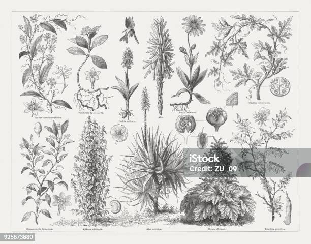 Medicinal Plants Wood Engravings Published In 1897 Stock Illustration - Download Image Now