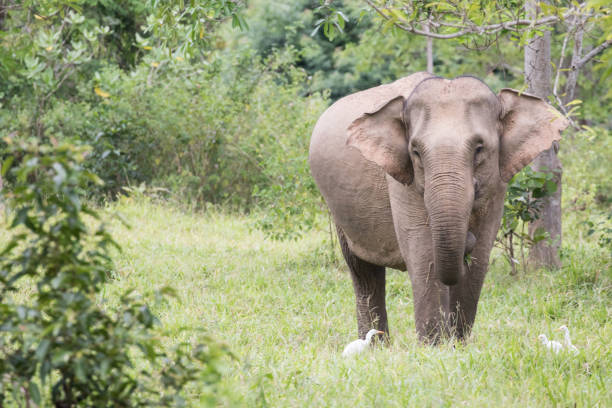 istock Asiatic Elephant is big five animal in 925874638