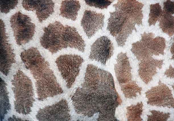 istock Texture of giraffe skin 925877412