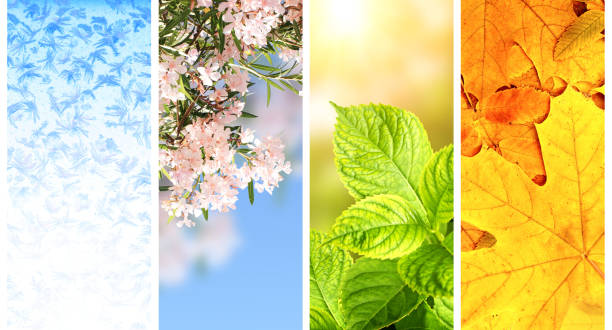 Four seasons of year stock photo