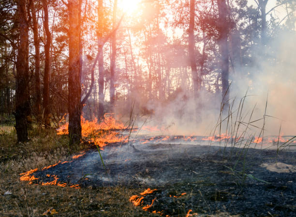Development of forest fire. Flame is starting damage of trunk