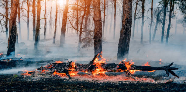 istock fire in the forest a lot of smoke and fire. 925879432