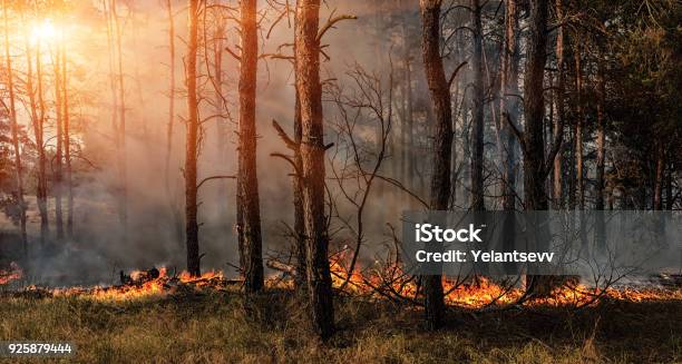 Forest Fire And Clouds Of Dark Smoke In Pine Stands Stock Photo - Download Image Now