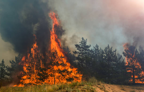istock fire in the forest a lot of smoke and fire 925879468