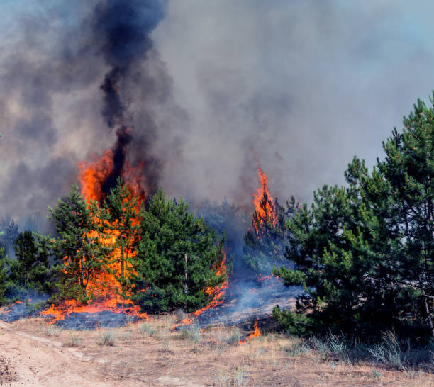 istock fire. wildfire, burning pine forest in the smoke and flames. 925879504