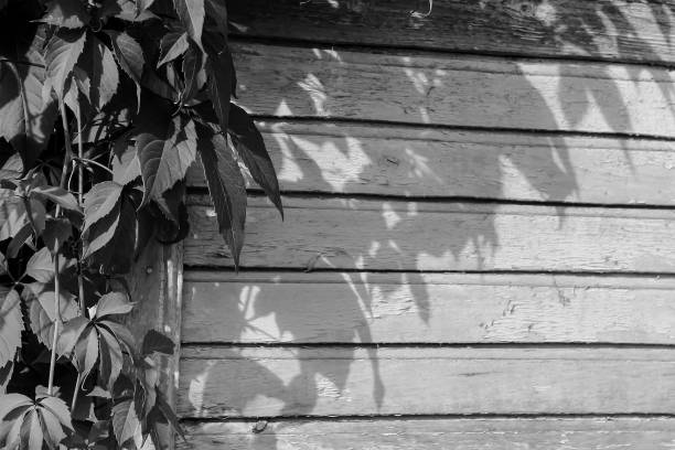 istock old paint on a dry wooden wall 925879696