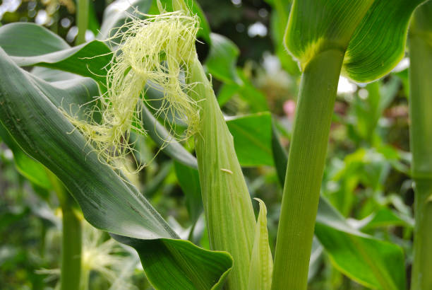 istock Corn in the cob on the field is growing. 925883096