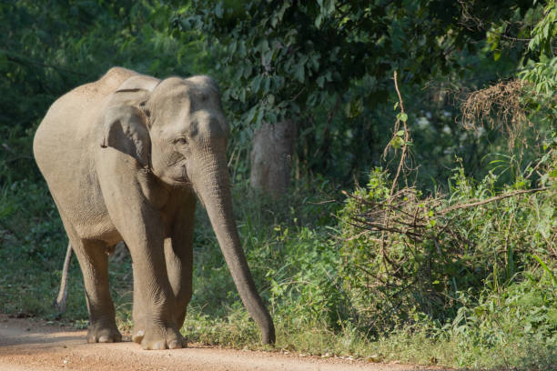 istock Asiatic Elephant is big five animal in asia 925886638