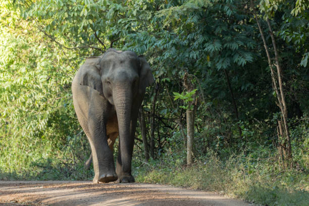 istock Asiatic Elephant is big five animal in asia 925890500