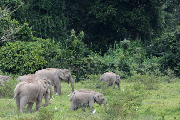 istock Asiatic Elephant is big five animal in 925898332