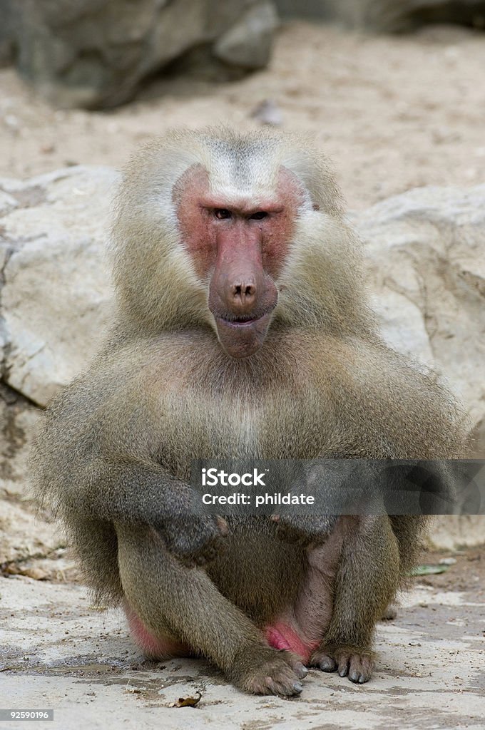 275 Fotos de Stock de Macaco Feio - Fotos de Stock Gratuitas e Sem