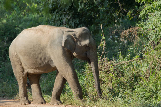 istock Asiatic Elephant is big five animal in asia 925902218