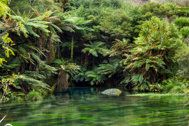 Blue Spring landscape, Te Waihou Walkway, New Zealand