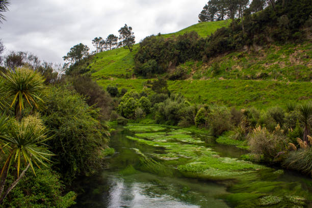 istock Pure water river surrounded by lush green plants 925905212