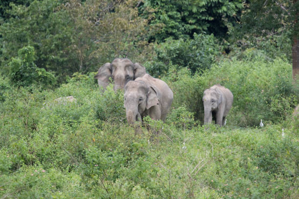 istock Asiatic Elephant is big five animal in 925906032