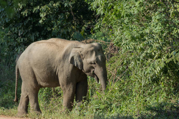 istock Asiatic Elephant is big five animal in asia 925908800