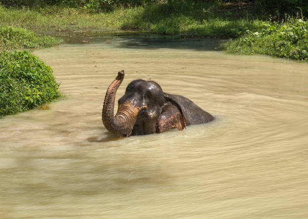 istock Elephant enjoying their retirement in a rescue sanctuary 925909388