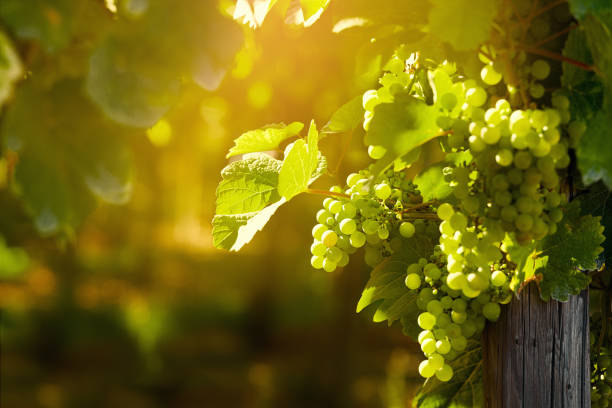 Sunny grape bunches on vineyard stock photo