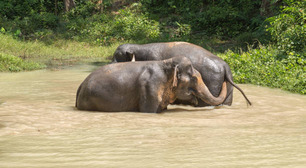 istock Elephant enjoying their retirement in a rescue sanctuary 925911590