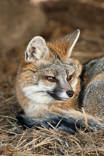 south american grey fox, Torres del Paine National Park