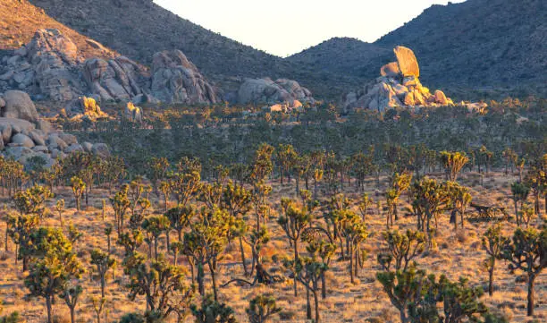 Photo of Joshua trees on subset