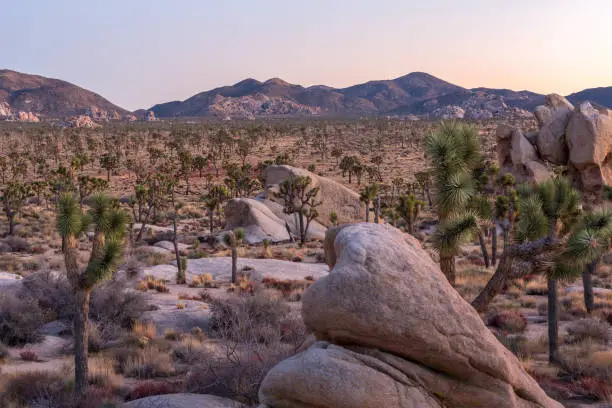 Photo of Joshua trees on subset