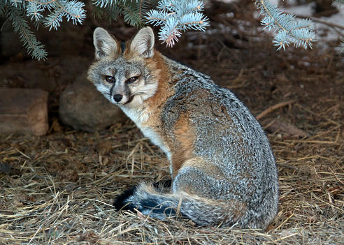 Curling up against the freezing winter temperatures in the Colorado foothills outside Roxborough State Park, a wild gray fox takes shelter under a large blue spruce pine tree.
