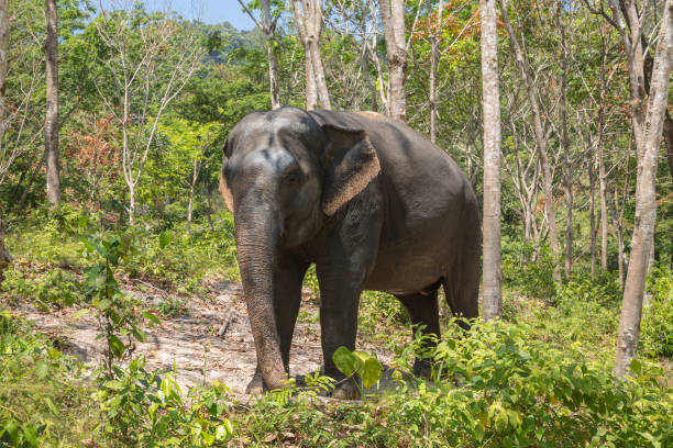 istock Elephant enjoying their retirement in a rescue sanctuary 925912216