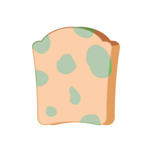 istock Piece of bread with mold isolated. Foul food vector illustration 925913204