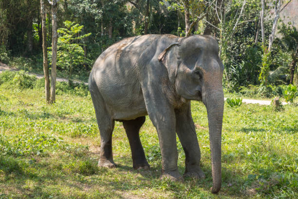 istock Elephant enjoying their retirement in a rescue sanctuary 925915302