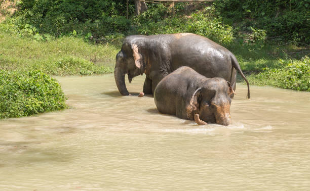 istock Elephant enjoying their retirement in a rescue sanctuary 925915714